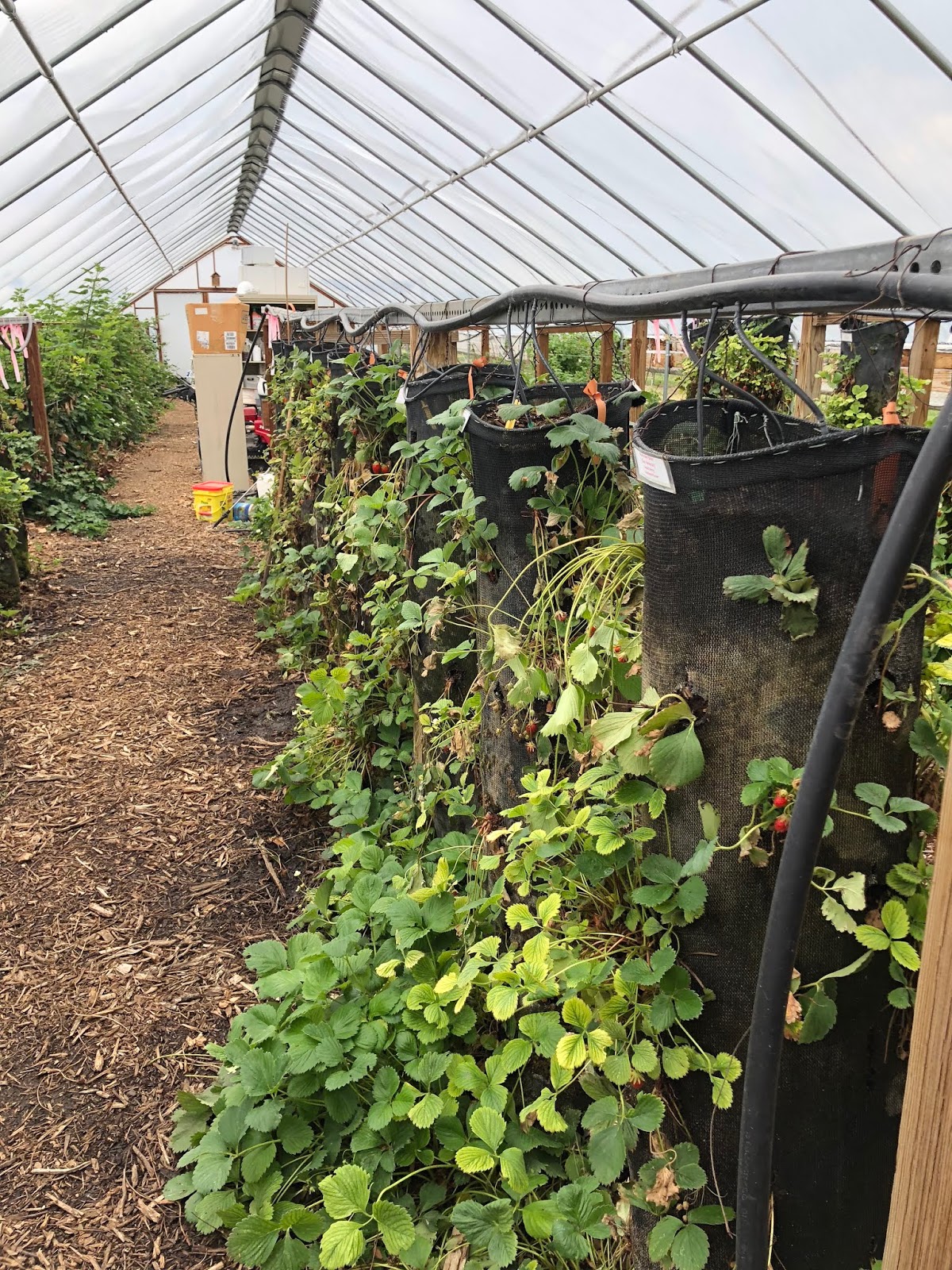 COHorts Growing Strawberries. Vertically!