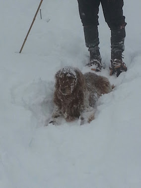 Tilley enjoying the snow