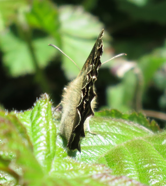 Speckled Wood Butterfly (Pararge aegeria) from behind.