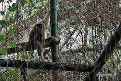 ungko kebun binatang ragunan jakarta