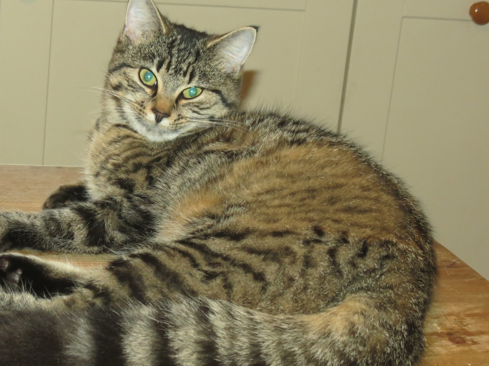 CraigardCroft Can a Scottish wildcat hybrid go missing? or is she just