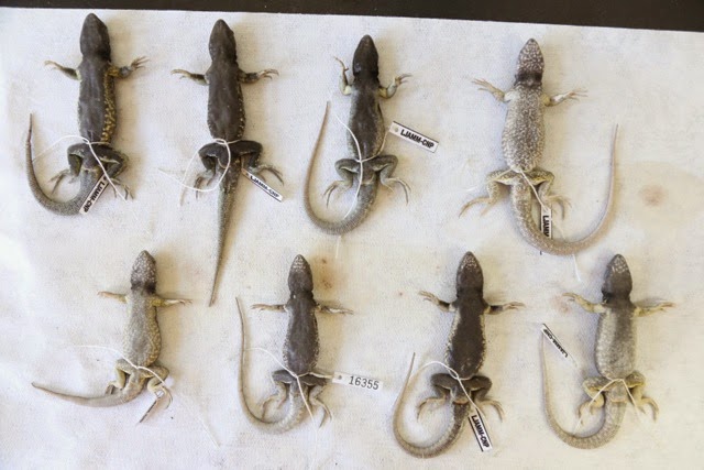 Eight lizard specimens showing a variety of colors and markings on their stomachs