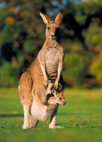 Kangguru Mamalia  Berkantong All About Animal