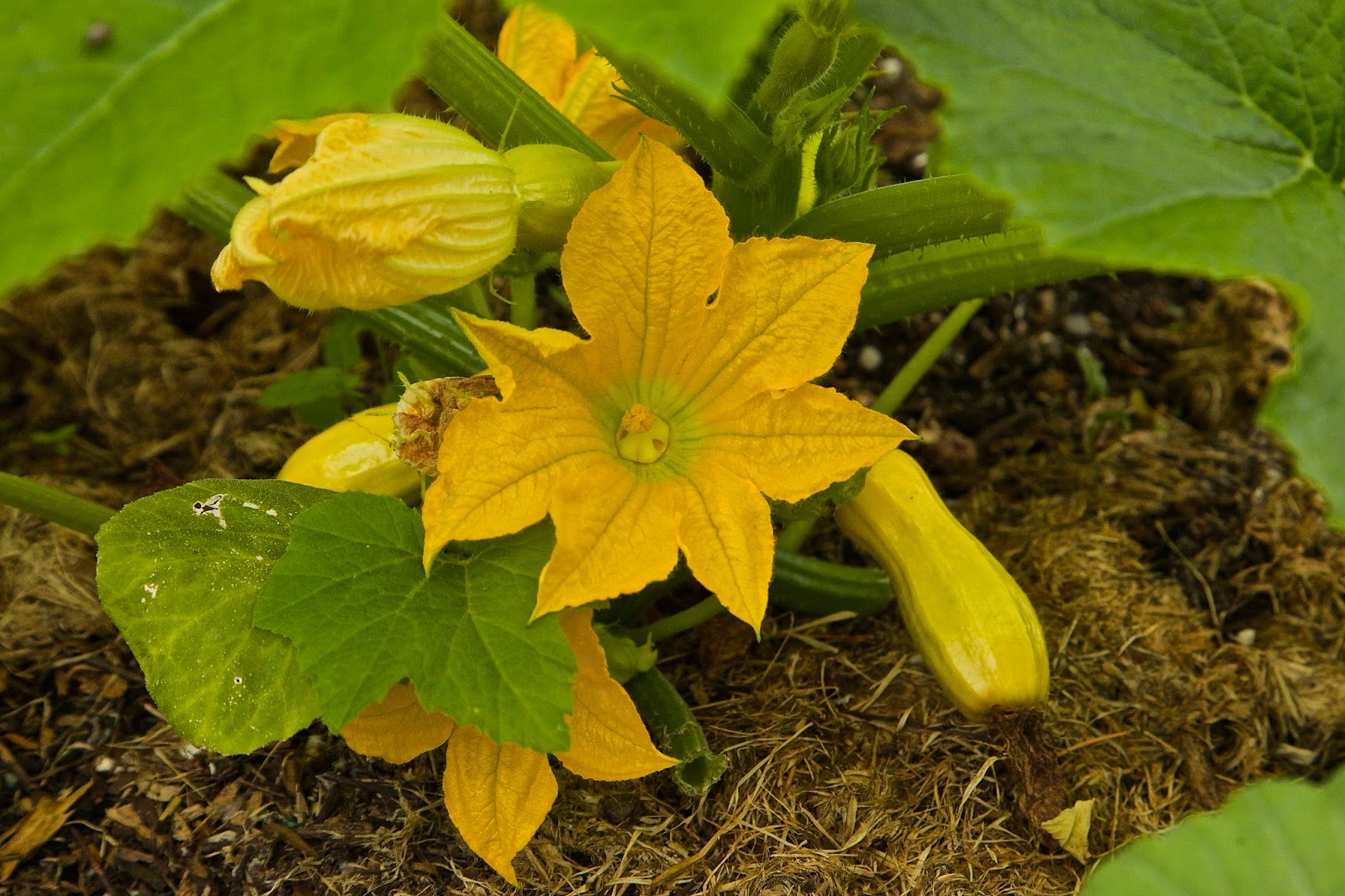 Shoreline Area News Twin Ponds Giving Garden second in region for giving