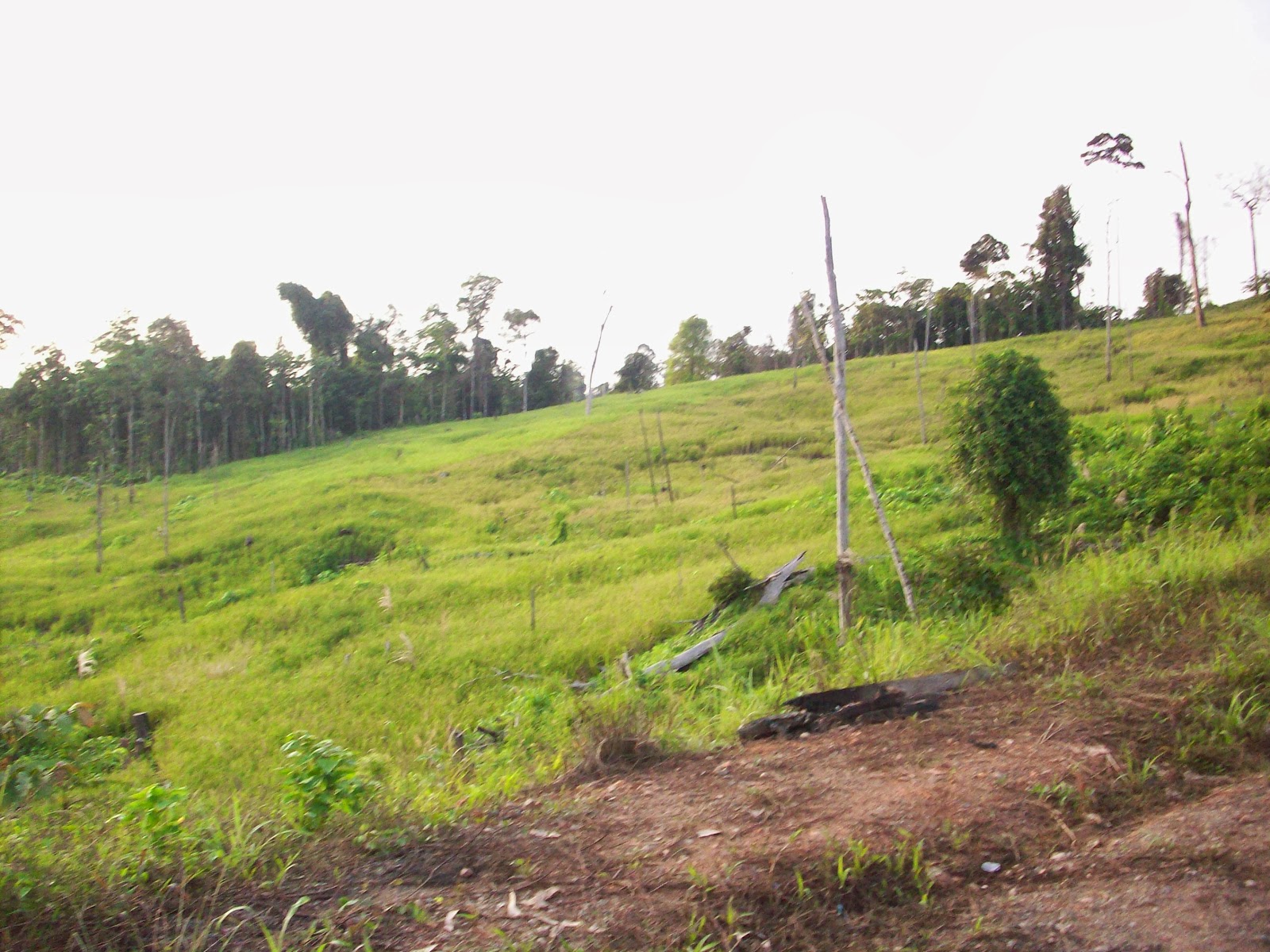 Gambar-gambar Taman Nasional Kutai - KUTAI TIMUR ~ LOVE 