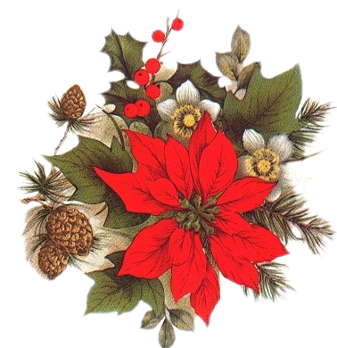 flor+de+natal-vermelha.png