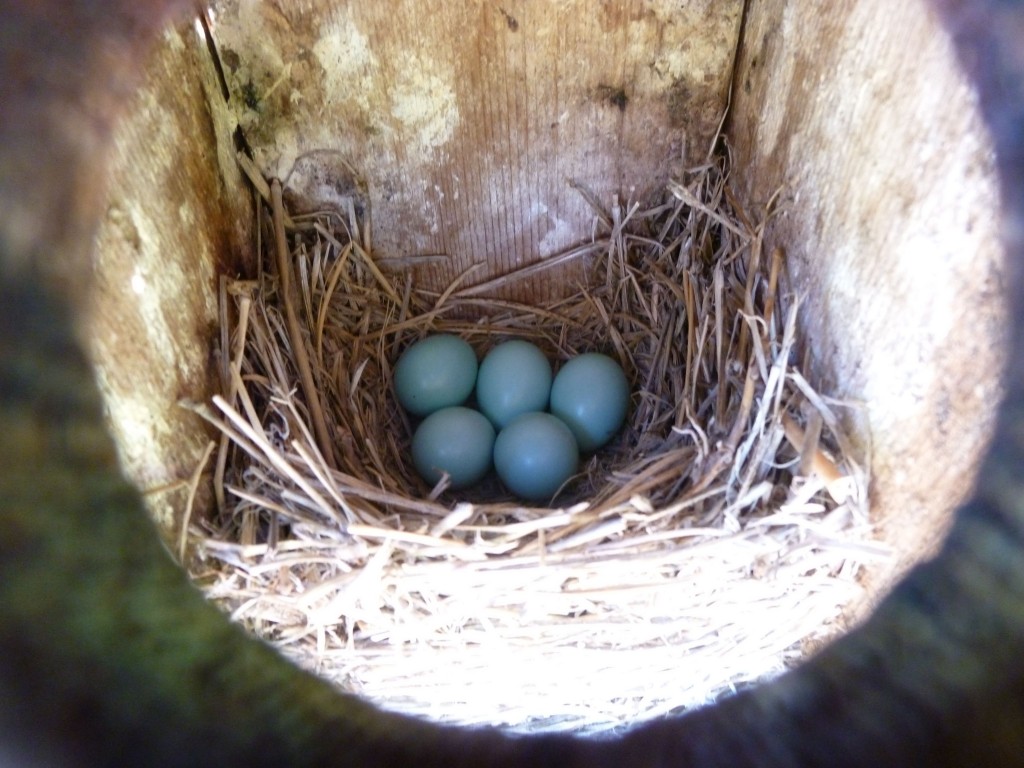Bird In Everything Blue Bird Nest
