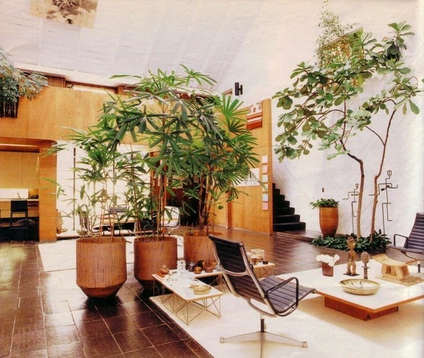 Palm trees for the Living room Decorationable