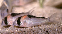 Jenis Ikan Corydoras adolfoi