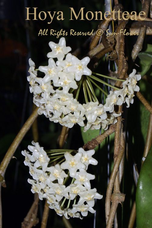 Hoya collection: Hoya monetteae