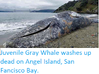 https://sciencythoughts.blogspot.com/2018/03/juvenile-gray-whale-washes-up-dead-on.html