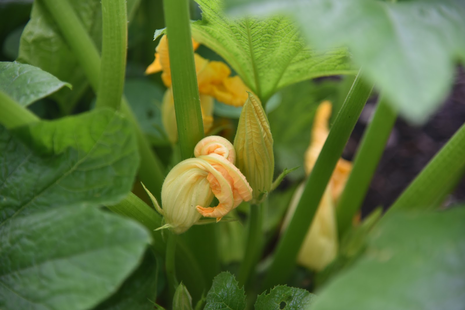 Creating a Foodie an honesttogoodness kitchen experience The