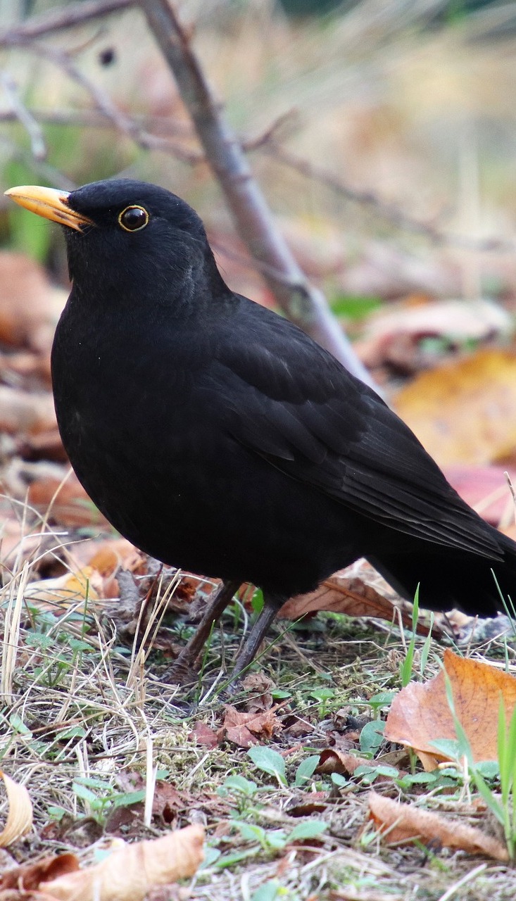 An attentive blackbird.