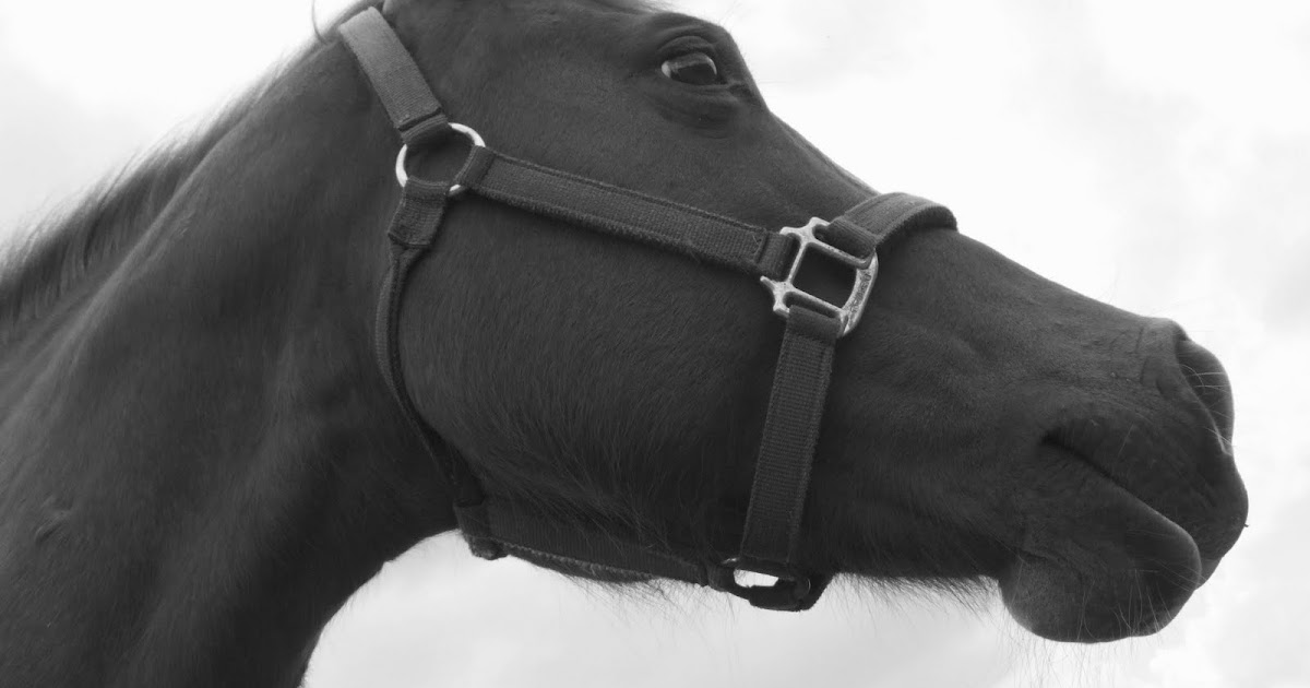 Snippets and Tales Jersey Girl