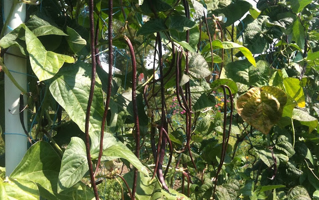 Cara buidaya kacang panjang yang benar