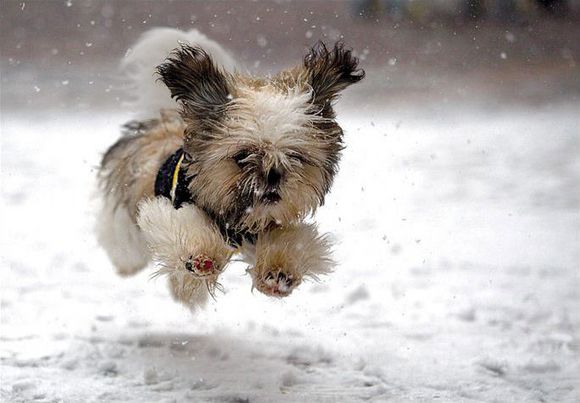 Photos of Dogs in Snow