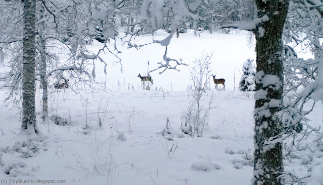 Reindeers in winter by the lake Metsälampi in Aulanko, Hämeenlinna,Finland