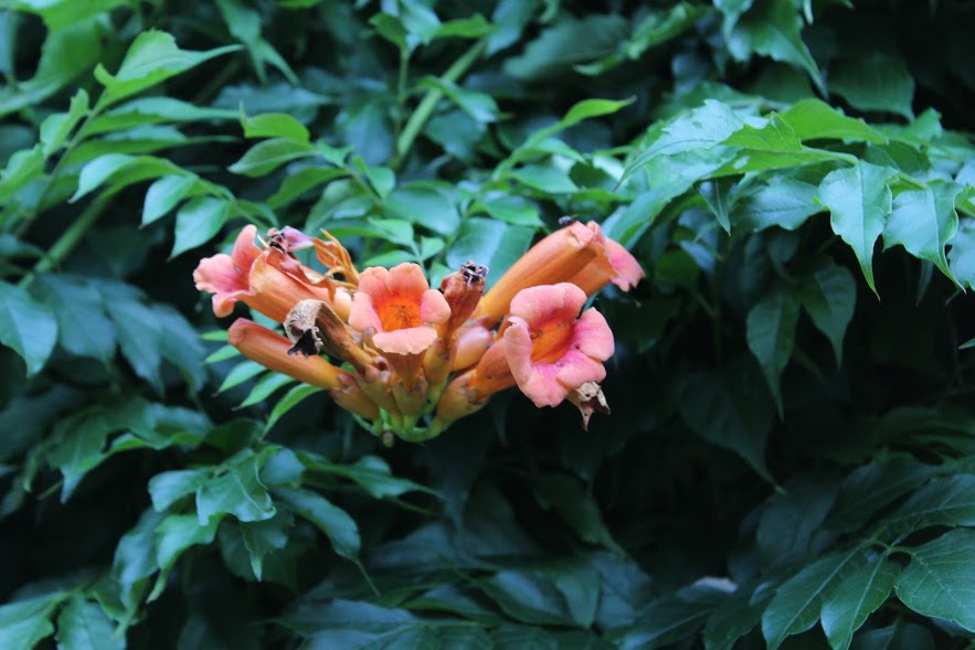 MagPie's Corner Bugle Vine Blooming in my yard.....