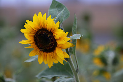 Flores - Sunflower - Girasol - De tournesol - Sonnenblume