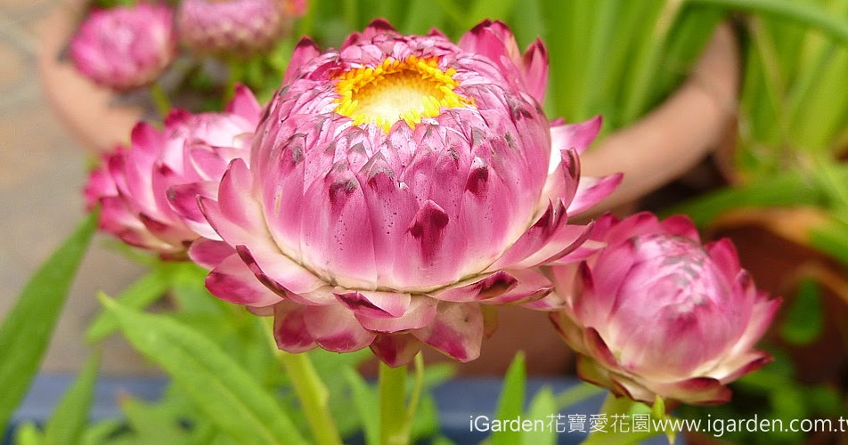 園藝達人栽培術 不凋花 麥桿菊 園藝部落格 Igarden 花寶愛花園園藝文摘plus