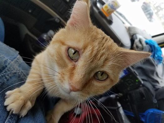 Heart-Warming Story Of A Lonely Truck Driver Who Adopted An Abandoned Cat