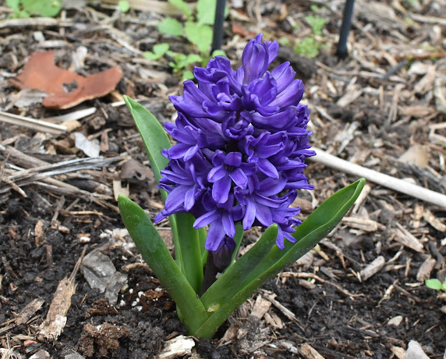 Hyacinth inflorescence- Purple