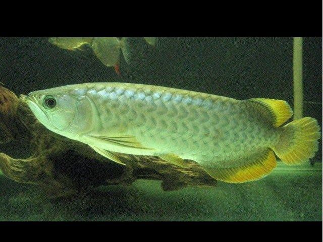 Gambar Ikan Arwana Irian