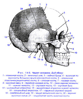 %D1%87%D0%B5%D1%80%D0%B5%D0%BF для чего правят голову