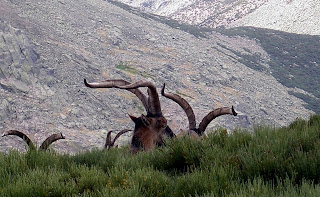 cabra montés en el valle del jerte