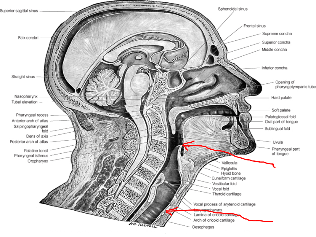MBBS Medicine (Humanity First): Anatomy of Larynx