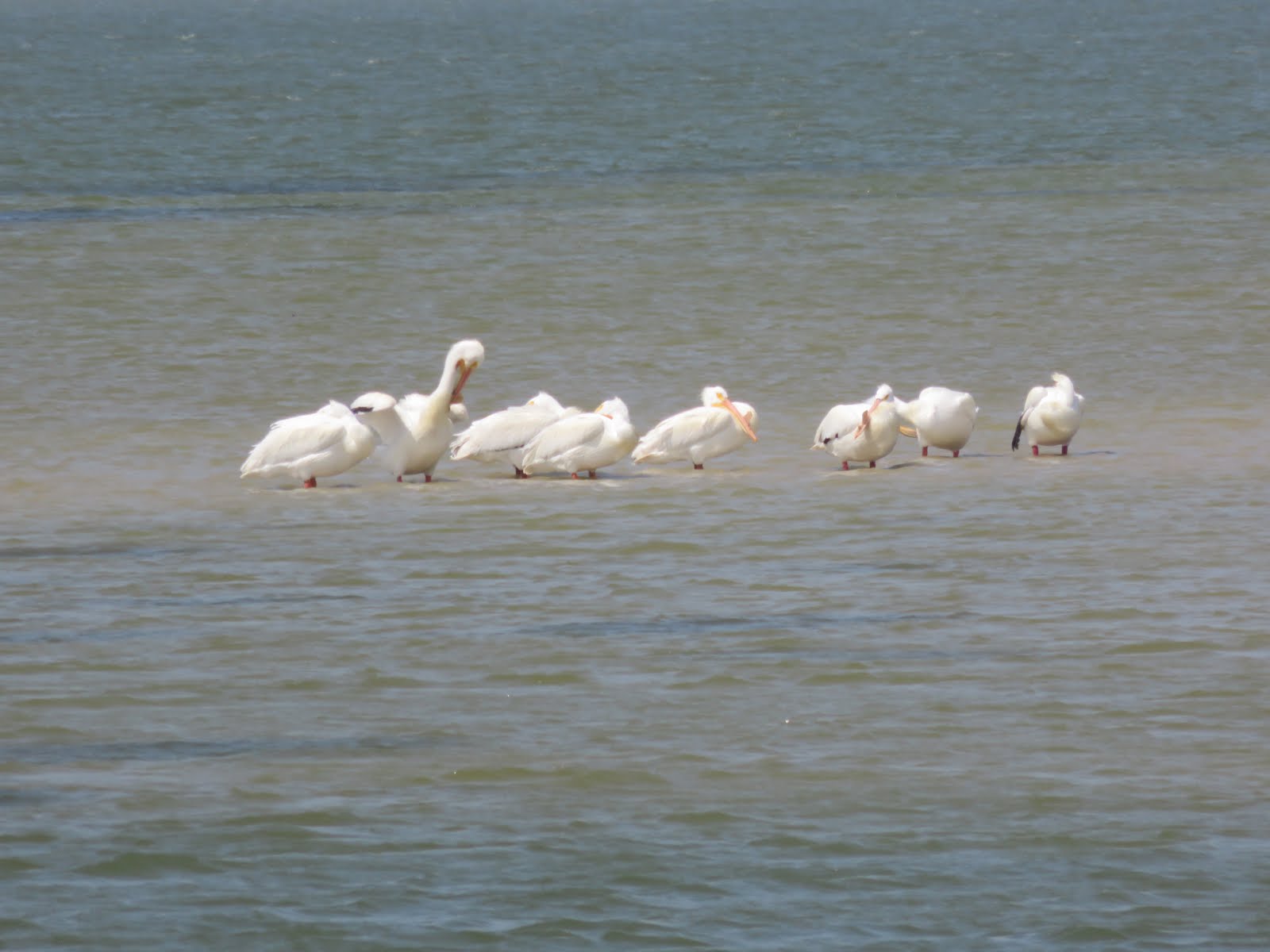 The ShoreXplorers Visiting the White Pelicans at Padre Island National