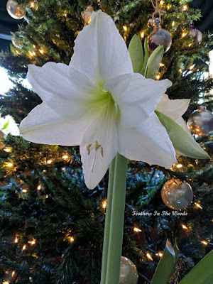Amaryllis bulb | Christmas plant