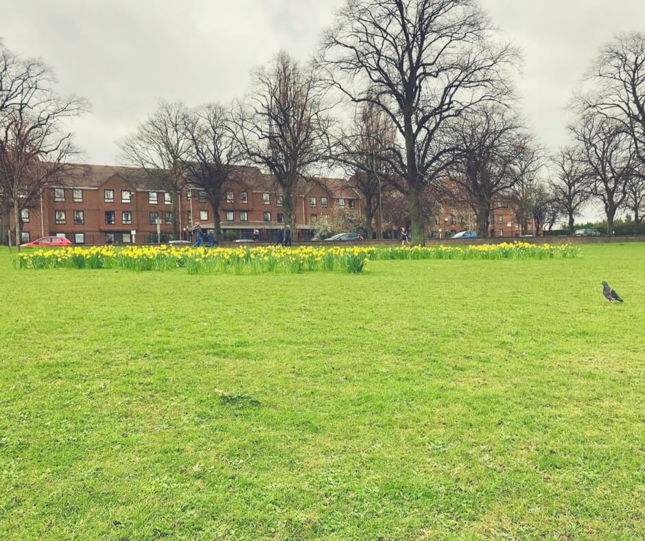 Daffodils in the distance on a field. Trees with no leaves stand behind the daffodils and a line of houses are behind the trees. Image for Easter lunch at Barburrito Nottingham (and Giveaway!).