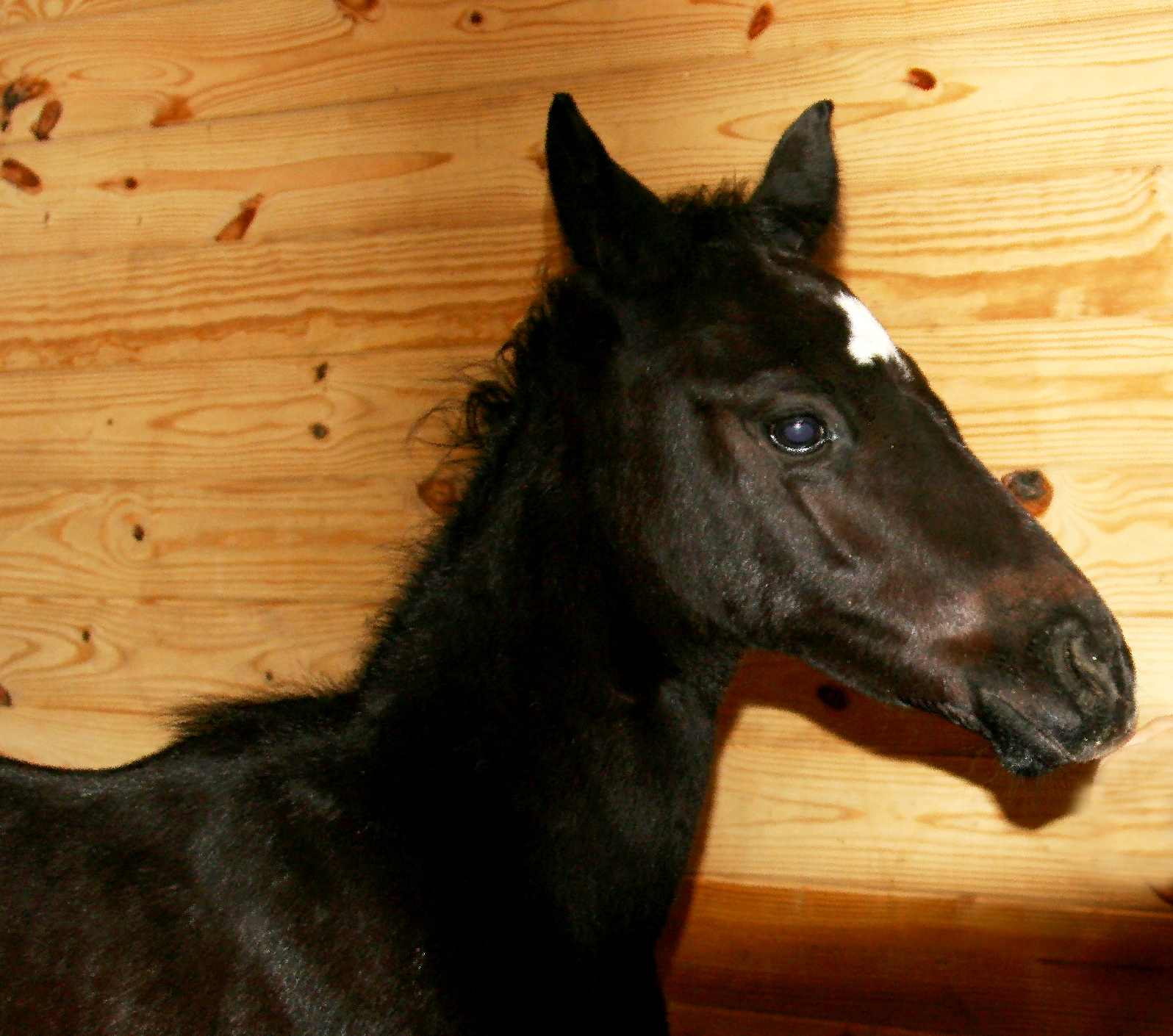 Dinky The Nurse Mare's Foal NURSE MARES AND NURSE MARE FOALS
