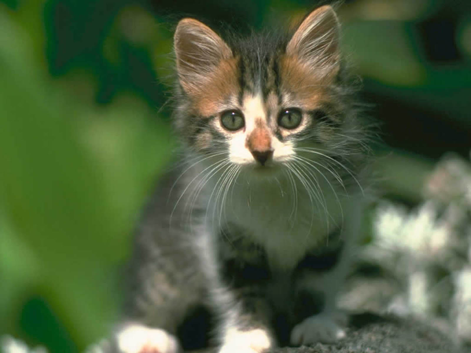 Киска мяу. Самые самые самые милые котики. Котики милые няшные фото. Привет jpg. Кашаки.