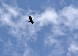 sky birds bird clouds dark against common another