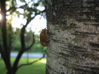 Cicada skins on tree, view 3