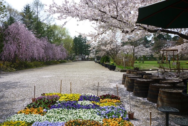 弘前公園植物園　散り始めた桜とパンジー