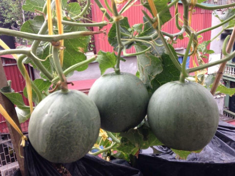 Nguong mo mo hinh VAC cua chang trai 9x o ngay trung tam Ha Noi - Anh 8