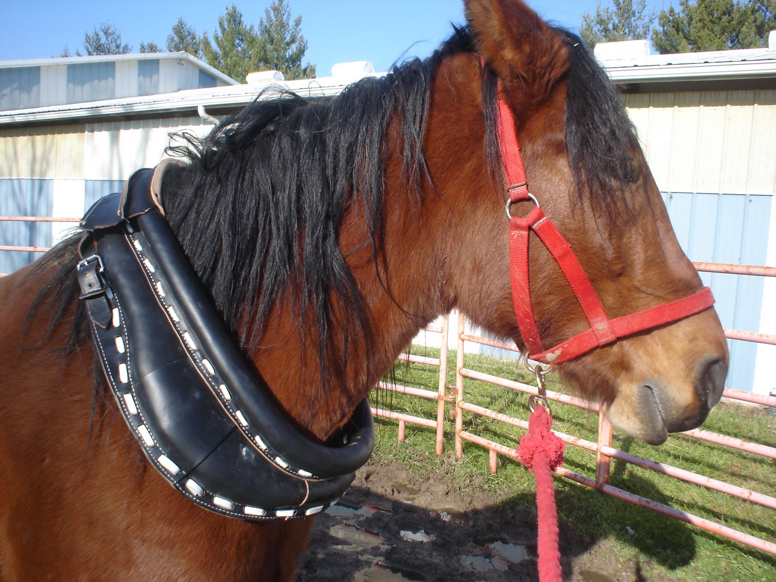 Fiddler's Green Horse collar intro