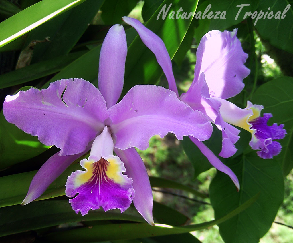 La orquídea más cultivada en el Mundo. Cattleya lueddemanniana