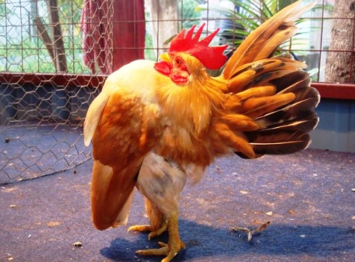 Mulyadi Nugraha Cara Beternak Ayam Serama