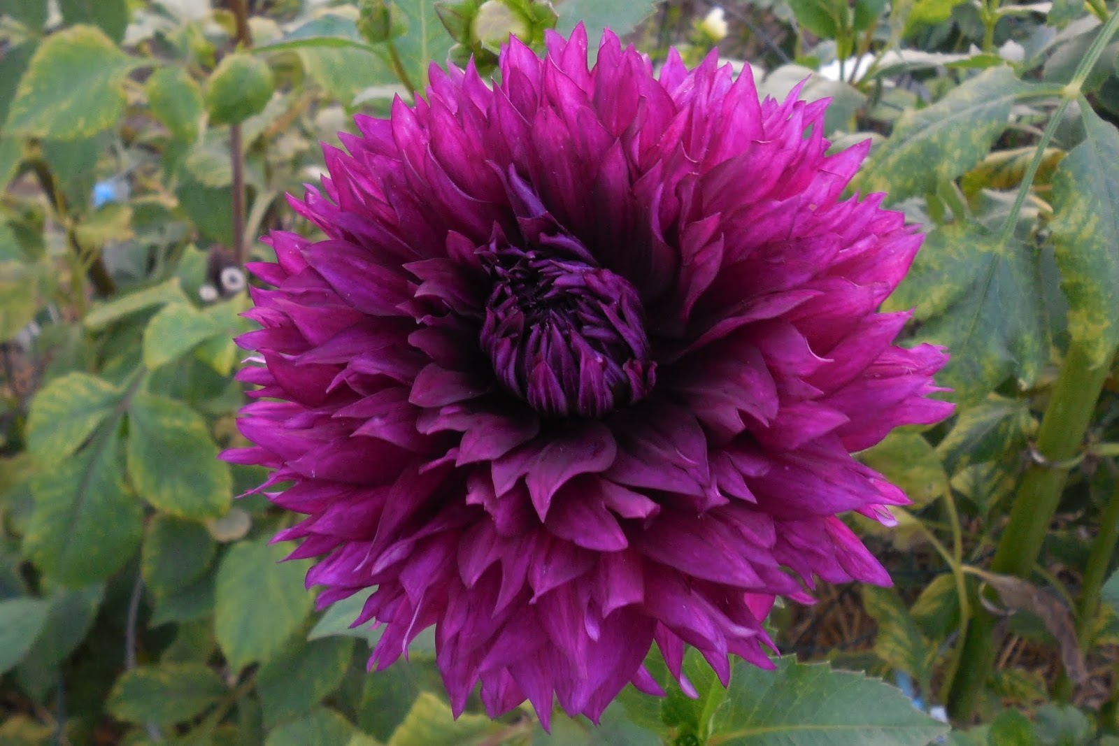 Mistik Acres Dahlia Plants For Sale