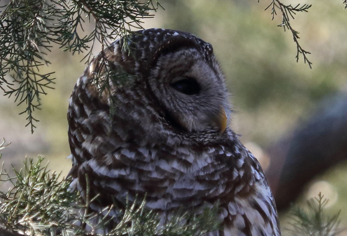 The Birds & The Bees Missouri predators
