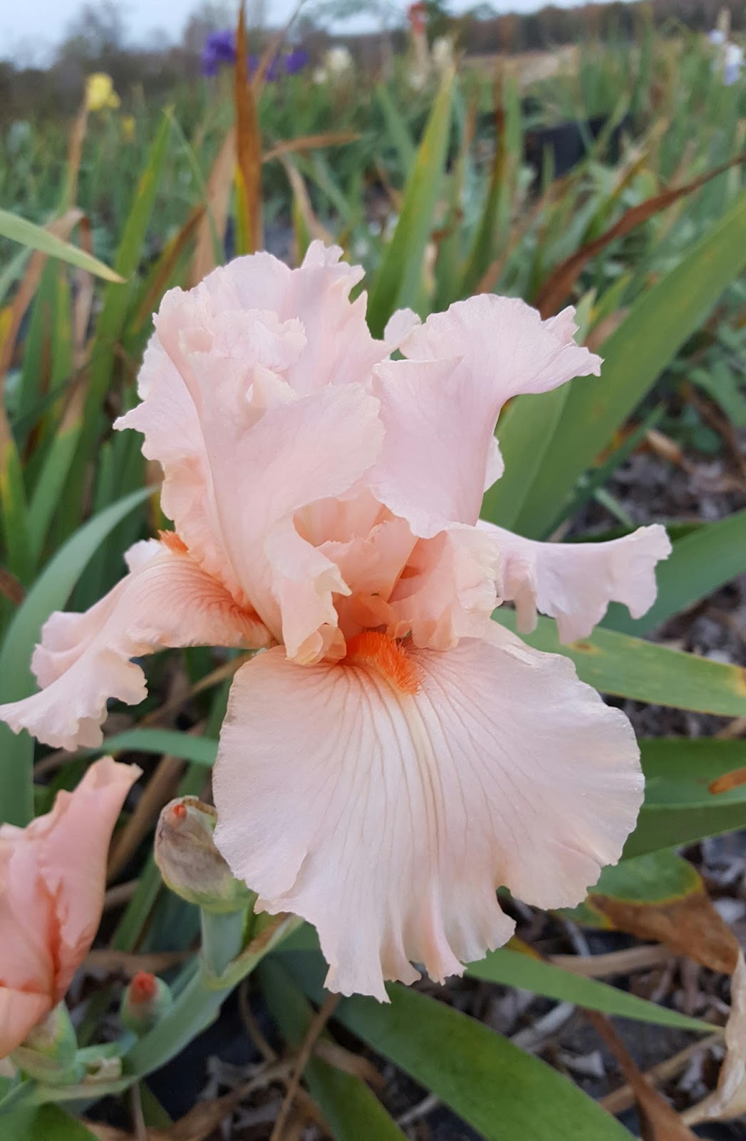World of Irises Really Late Fall Kentucky Zone 6