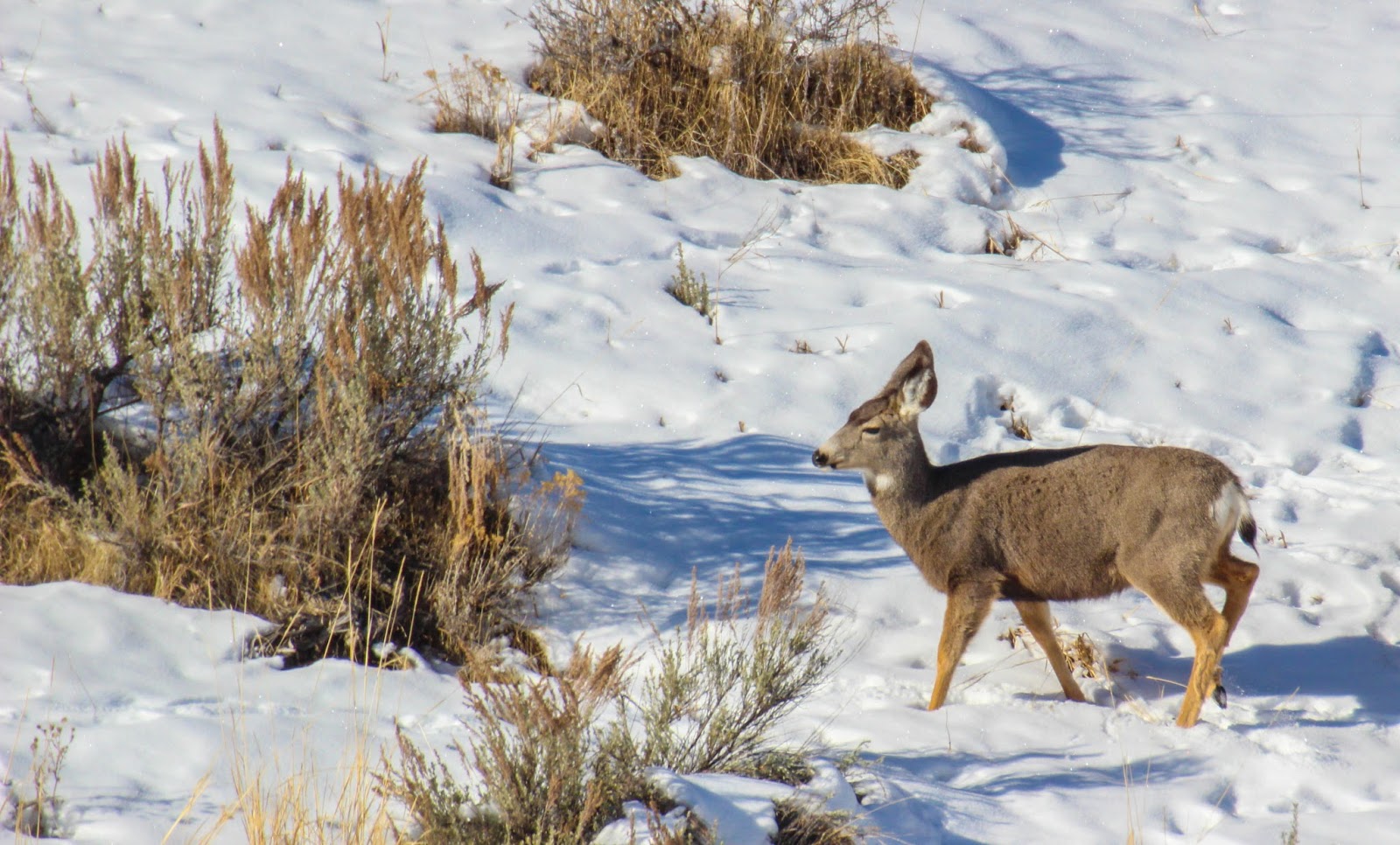 Cannundrums Hardware Ranch Elk Utah