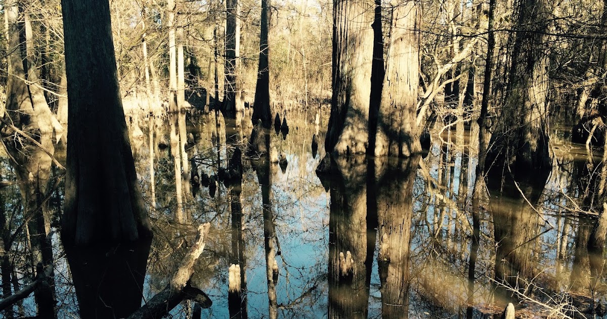 Sounds Good Big Thicket adventure in Southeast Texas