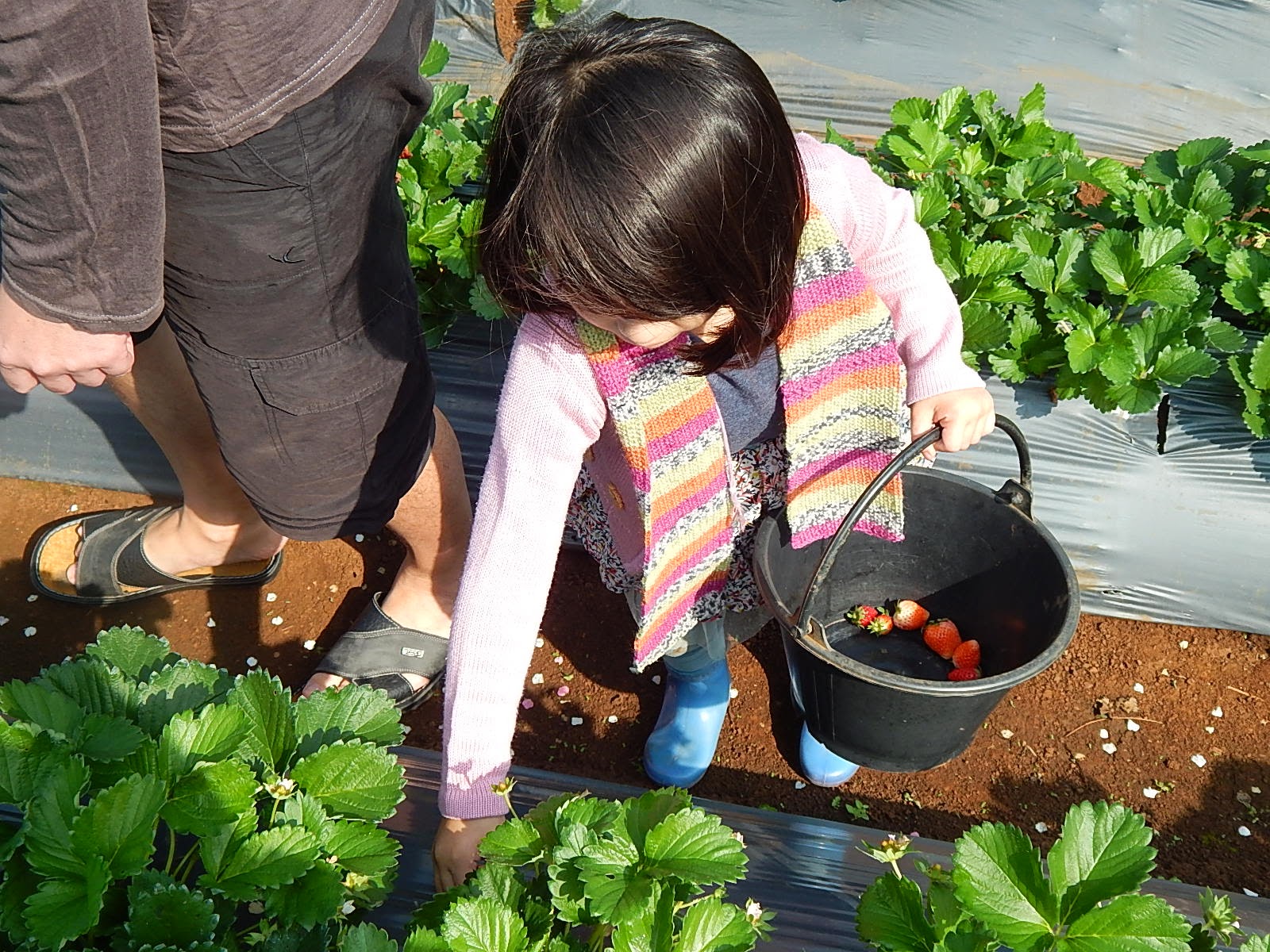 Cueillette de fraises avec les enfants