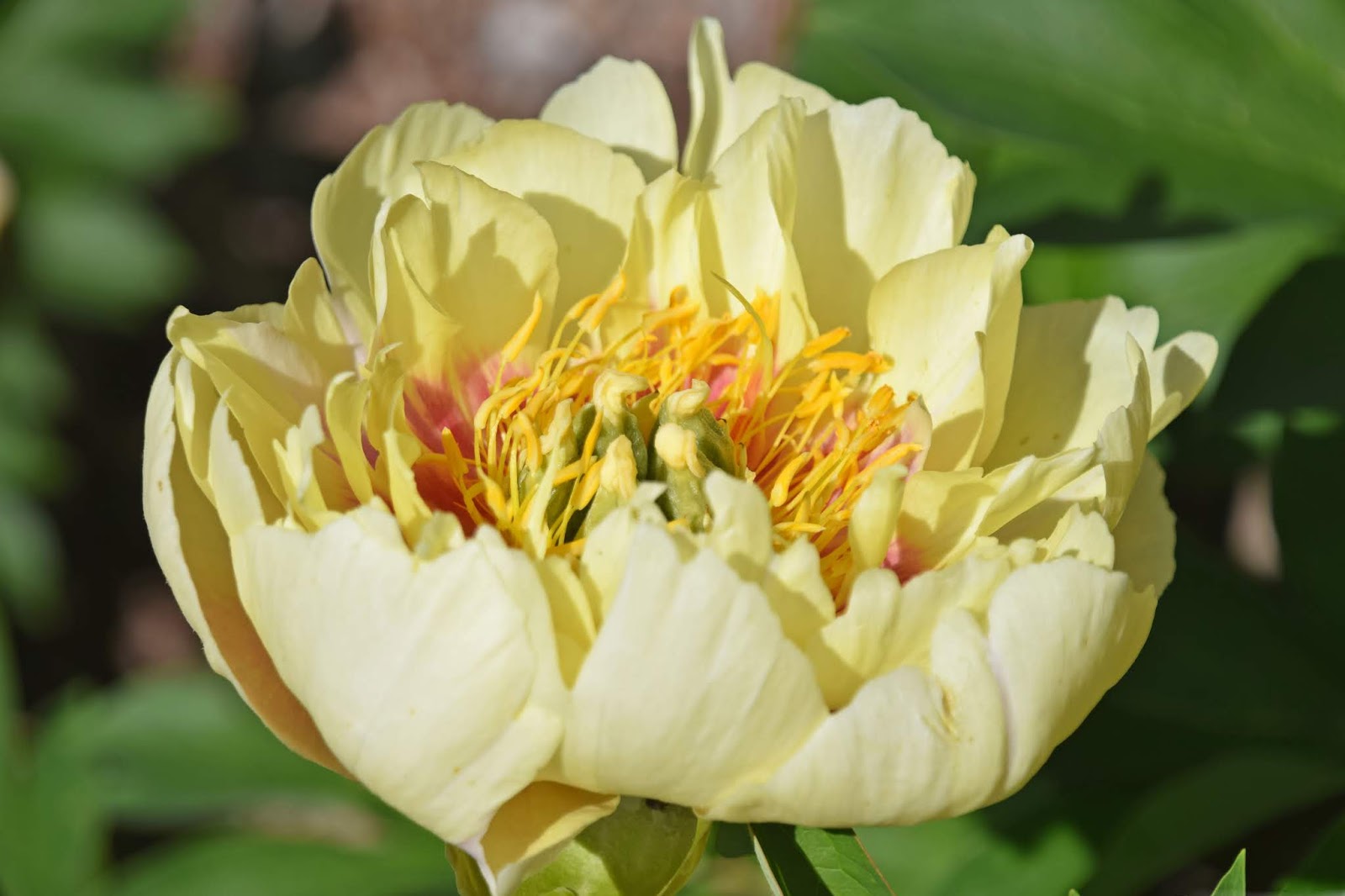 Southern Peony 2020 Intersectional Peony Blooms Week 6 Late