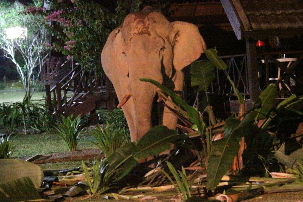 Spider Beruk Taman Negara Wild Elephant Check In At Mutiara